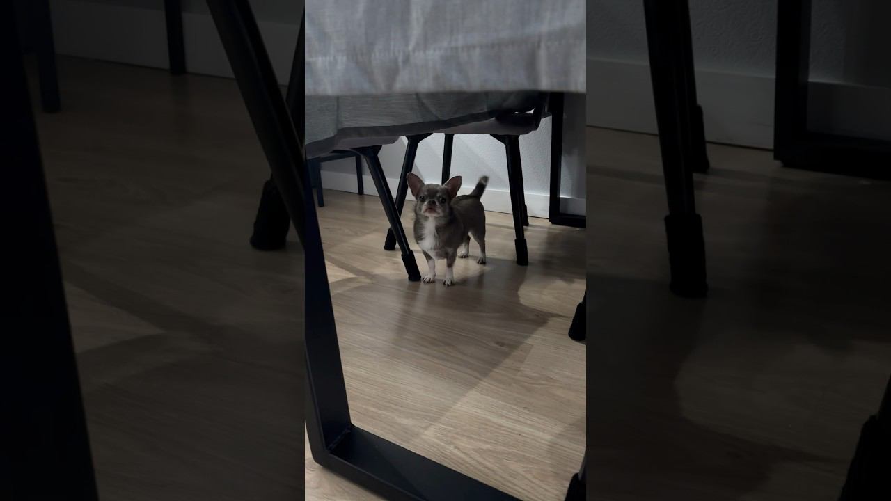 Чихуахуа Лея ждёт вкусняшку после прогулки #shorts #чихуахуа #собака #собачка смотреть онлайн