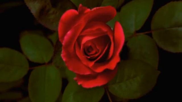 Медленно распускается роза \ A rose slowly blossoms смотреть онлайн