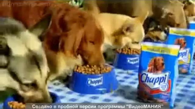 Корм для собак Chappi с Гришаней)))) смотреть онлайн