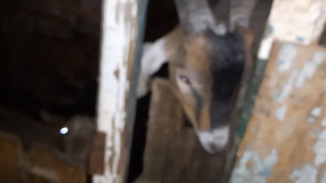 Коровы замерзли#Утепляемся#Пришли холода# смотреть онлайн