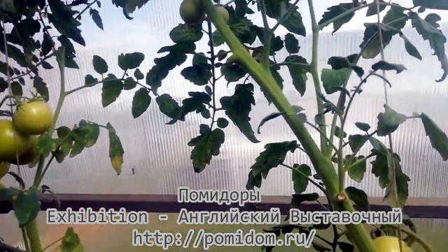 Помидоры — Exhibition — Английский Выставочный смотреть онлайн