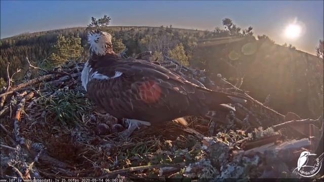 Скопа Тео и Вита. Латвия. Osprey Theo and Vita. Latvian. смотреть онлайн