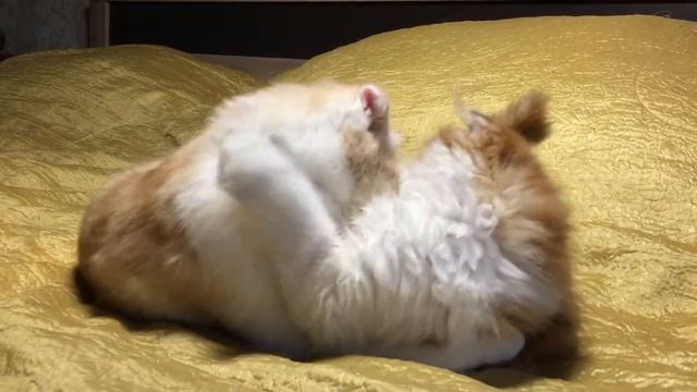 Kitten Highland fold. Котенок породы хайленд фолд. смотреть онлайн