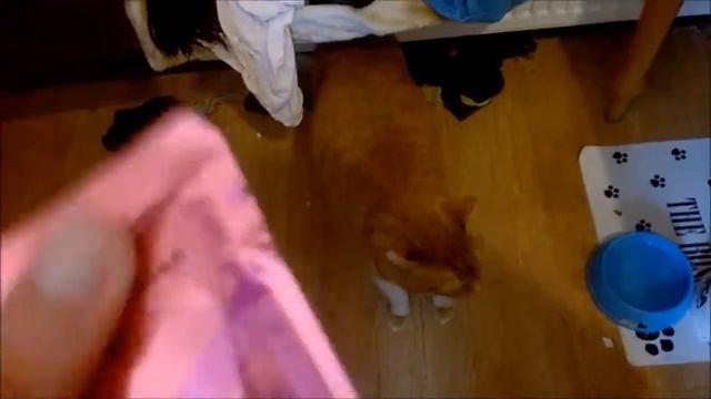 Going Crazy For Whiskers - Max and Daisy Love Whiskers Wet Food смотреть онлайн