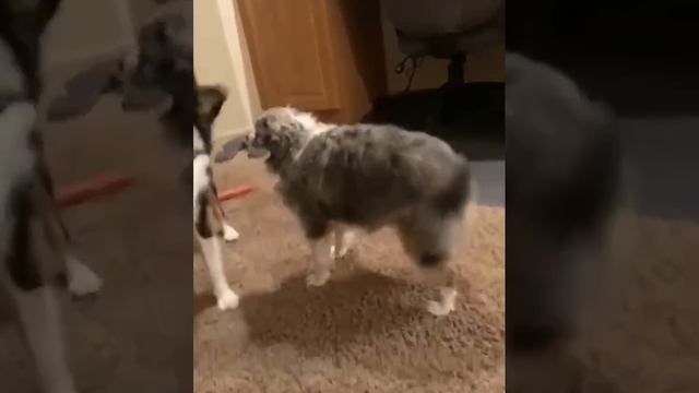 #funny #meme #memes #смех #смешноевидео #Shorts