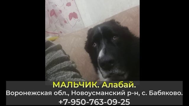 Пропала собака! МАЛЬЧИК. Алабай. Воронежская обл., Новоусманский р-н, с. Бабяково. смотреть онлайн