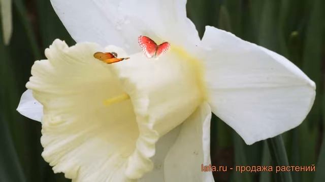 Нарцисс трубчатая Маунт-Худ (narcissus nartsiss) ? обзор: как сажать, луковицы нарциссы Маунт-Худ смотреть онлайн