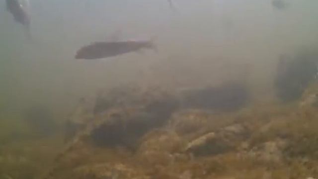 Biotactic Inc. BRAVO Node 1 - Grand River, Kitchener, ON, CA смотреть онлайн