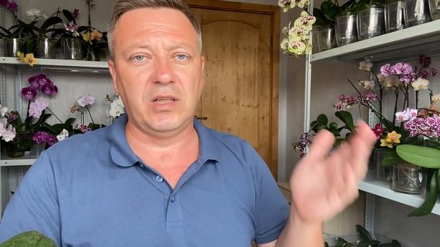 губит ОРХИДЕИ МАКСИМ сжигает корни орхидей и листья смотреть онлайн