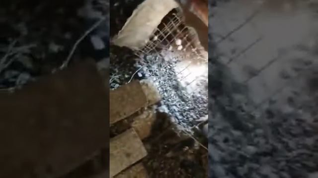 Куница и голуби смотреть онлайн