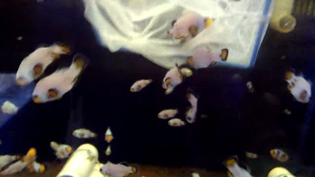 FrostBite Clownfish (Amphiprion ocellaris) смотреть онлайн