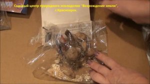 Как выбрать корень георгина и сохранить его до посадки?