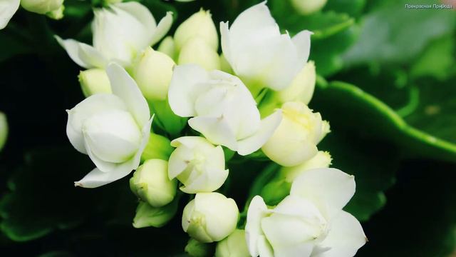 Самая красивая лирическая музыка для души! Эту музыку можно слушать вечно! Музыка Сергея Грищука #4 смотреть онлайн