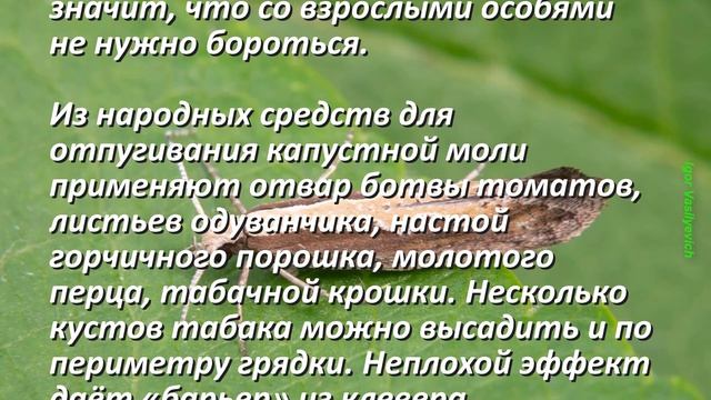 Опасные Вредители капусты. Химические и Народные способы борьбы с вредителями. Защита Растений! смотреть онлайн