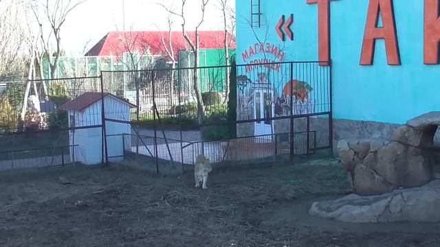 Команда Чука получила гостинцы на Новый год! Парк "Тайган" ❤ смотреть онлайн