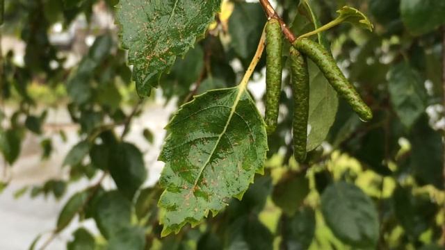 Downy Birch (Betula pubescens) - leaves and catkins - September 2017 смотреть онлайн