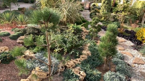 ЭФФЕКТНЫЕ СОСНЫ. 7 видов 10 сортов сосен-новинок в саду .