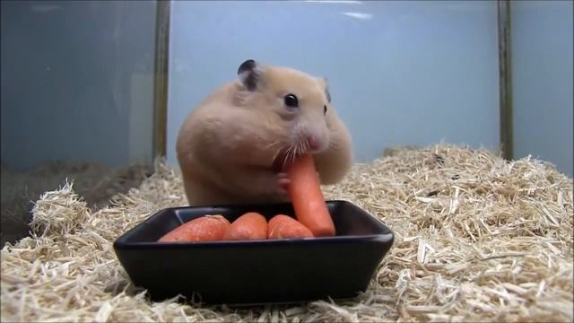 Хомяк и морковка смотреть онлайн