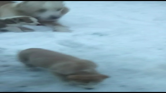 VID-20190101-WA0175 смотреть онлайн