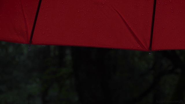 ► Light Rain On An Umbrella ~Rain Sounds For Sleeping, Red Umbrella In The Rain (Lluvia Para Dormir