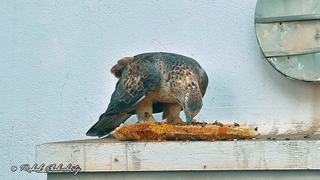 Honey Buzzard Vs Honey Bee || Hunting Tricks Of Honey Buzzards--Honey Buzzards Hunt Honey Bees Nest
