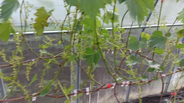 Виноград на 7 июня 2020 г. смотреть онлайн