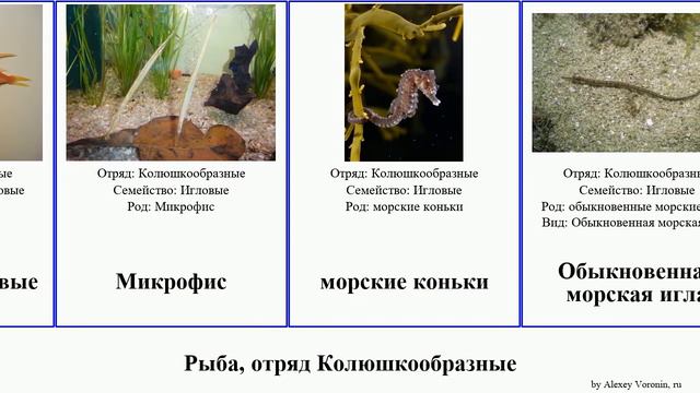 Рыба, отряд Колюшкообразные Fish Pan Josh морской морские конёк Длиннорылая Guitar Эннеакамрус