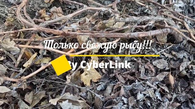 Раскрываем виноград после зимы. Какое укрытие я использовала для винограда в зиму. смотреть онлайн