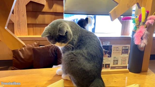 Spend a day with adorable cats in Japan😺CAT CAFE MOCHA in Ikebukuro#traveljapan смотреть онлайн