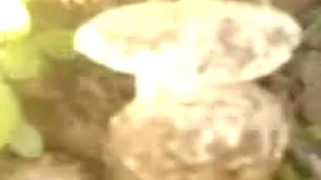 COMPARACION SETAS .GURUMELO Y FALSO GURUMELO. смотреть онлайн