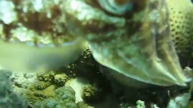 Каракатица, Sepiida, Myopsida смотреть онлайн