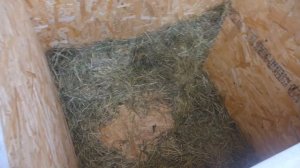 Строим будку для овчарки