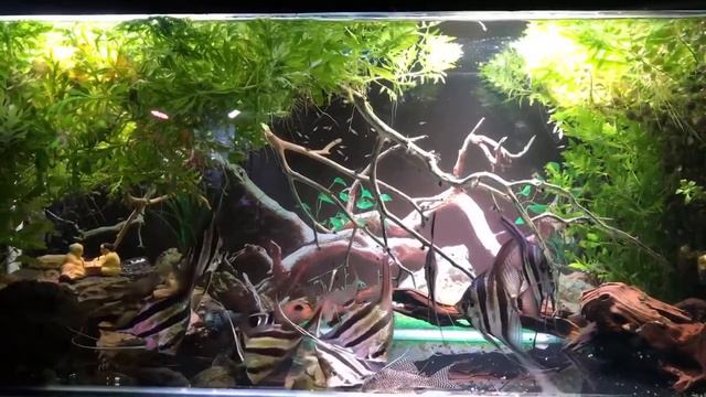 Аквариум с Альтумами от Nguyễn Tâm Minh смотреть онлайн