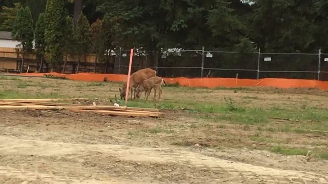 Олени на стройки пасутся смотреть онлайн