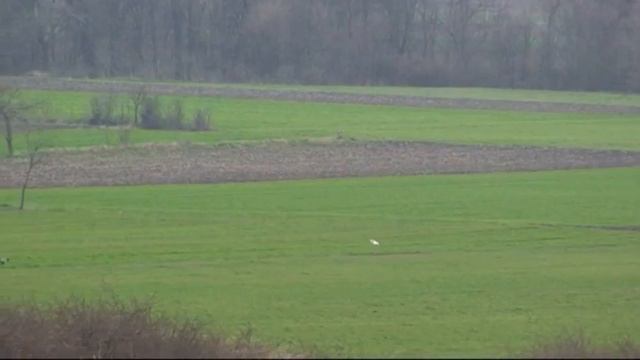 568. Serbia. (74) 11 ч. 20 мин. Английские сеттеры смотреть онлайн
