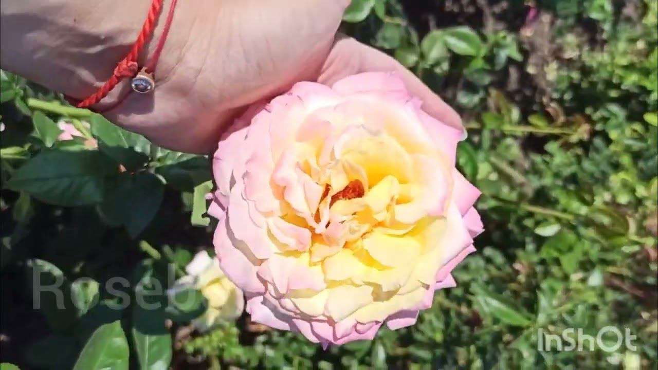 Глория Деи, Слава Мира. Gloria Dei. rosebushes.ru смотреть онлайн