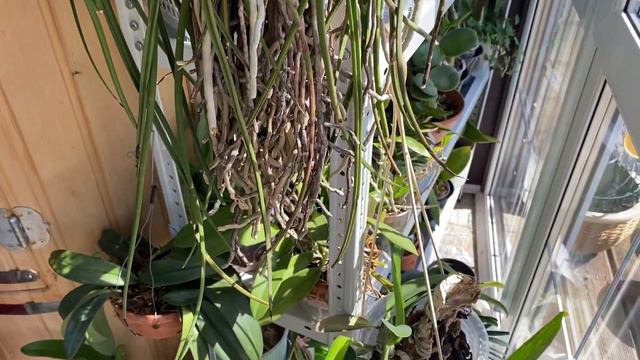Seidenfadenia mitrata смотреть онлайн