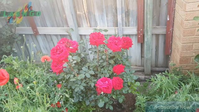 Beautiful Flowers Like Beautiful Lady