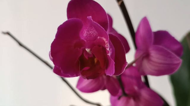 С 8 Марта, девочки💐/Подарок от мужа смотреть онлайн