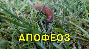 комплексный подход в борьбе со слизнями с применением метальдегида