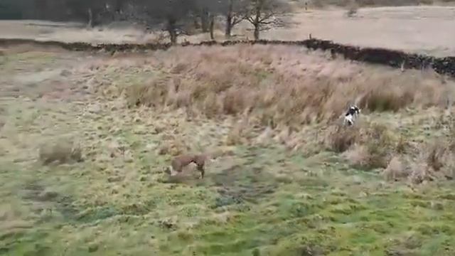 collie x greyhound rabbiting смотреть онлайн