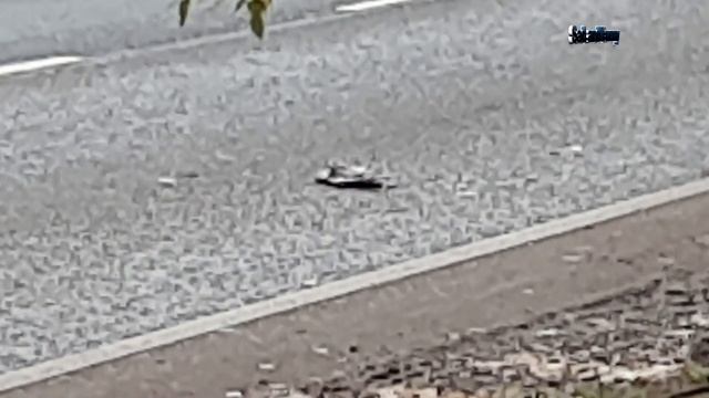Вороны сожрали голубя смотреть онлайн