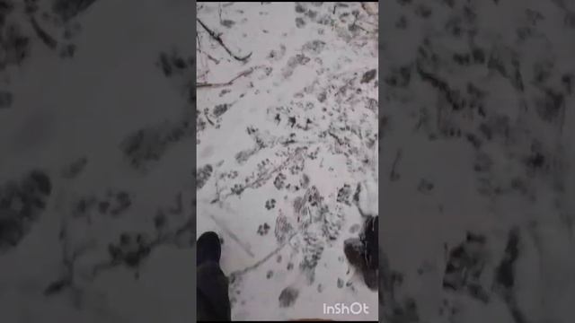 50.Новости о собаке Сильве и щенках. Где теперь они будут жить #животныймир#щеноквдобрыеруки смотреть онлайн