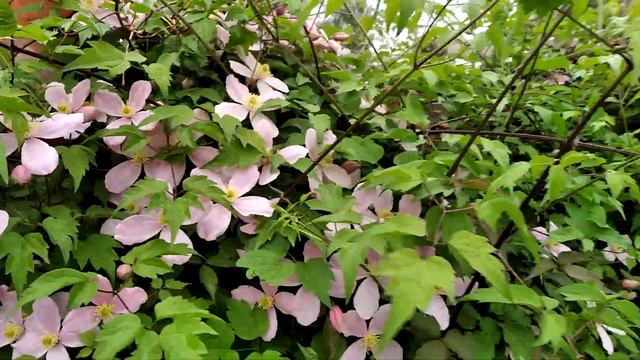 Клематис Монтана