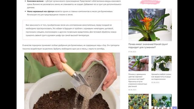 Грунт для гузмании: какой подходит, как сделать самостоятельно, и какую землю использовать нельзя смотреть онлайн