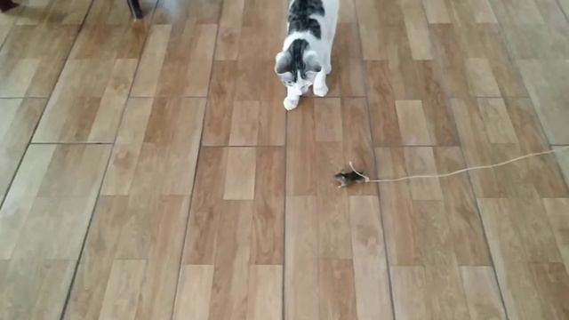 Как научить КОТА ловить мышей!?! смотреть онлайн