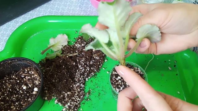 Фиалки уход! Проблемы в выращивании. Как найти ошибки? Фиалки у Алисы. смотреть онлайн