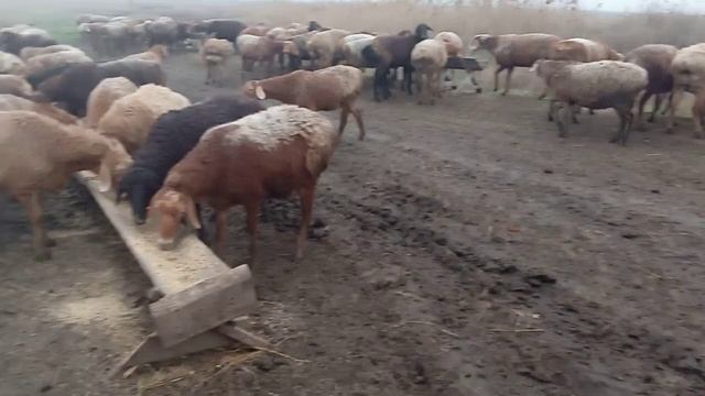 Разведение овец| Кормление овец в домашних условиях| Гиссарские овцы.