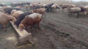 Разведение овец| Кормление овец в домашних условиях| Гиссарские овцы.