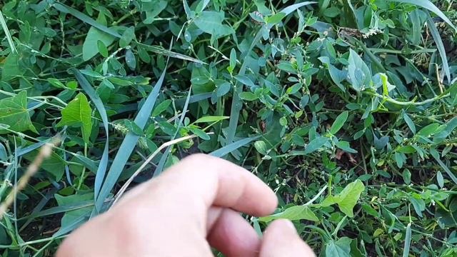 Жуки похожие на колорадских, но не они.